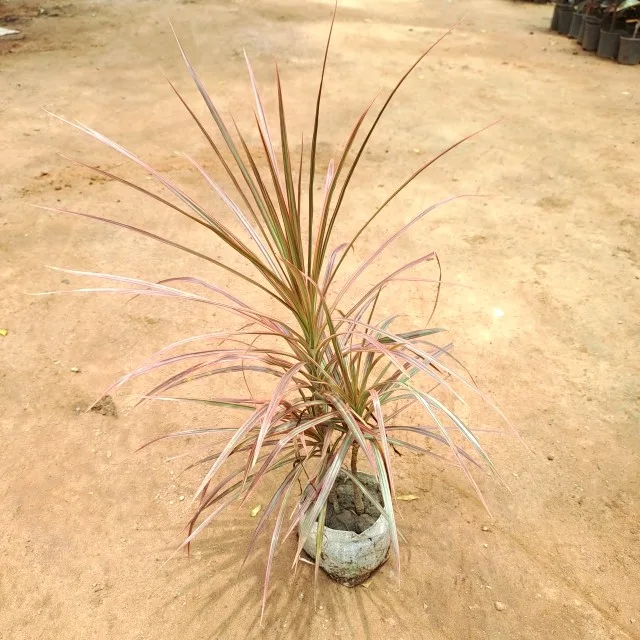 Dracaena Colorama Red in 8 Inch Grow Bag