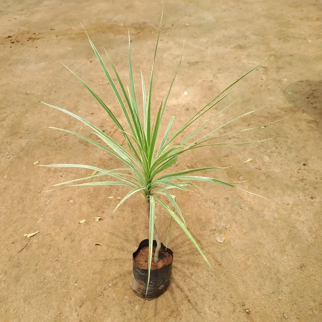 Dracaena colorama Green in 4 Inch Grow Bag