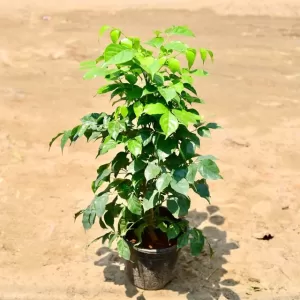 Redermachera/ China Doll (2.5~3 ft) in 6 Inch Grow Planter
