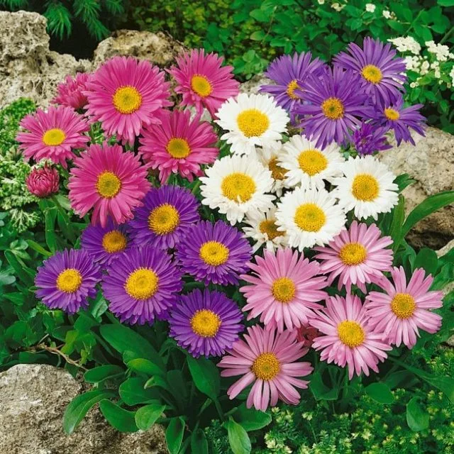 Aster Mix Seeds