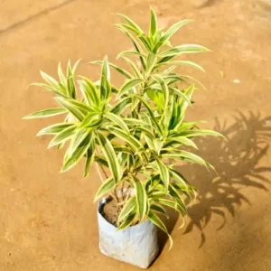 Song of India Plant in 8 Inch Grow Bag