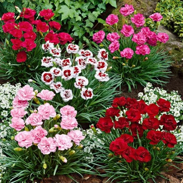 Dianthus Mix Seeds