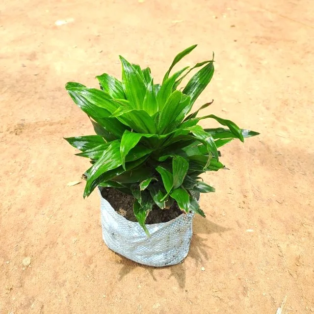 Dracaena Compacta in 7 Inch Grow Bag