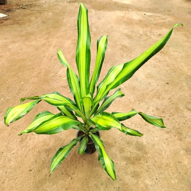 Dracaena Fragrans in 6 inch Grow Planter