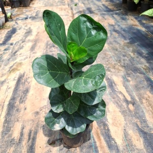 Fiddle Leaf Fig Plant in 6 Inch Grow Planter