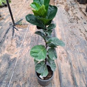 Fiddle Leaf Fig Plant (~3 ft) in 8 Inch Grow Planter