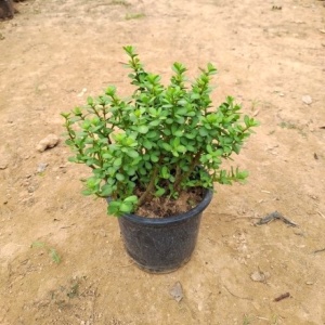 Jade Plant in 8 Inch Grow Planter