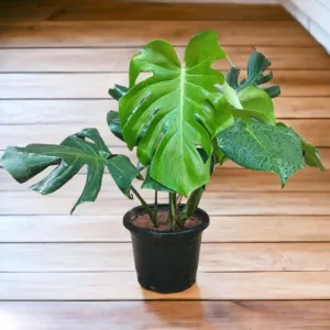 Monstera Deliciosa Plant in 10 Inch Grow Pot