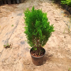 Morpankhi Plant in 8 Inch Grow Pot