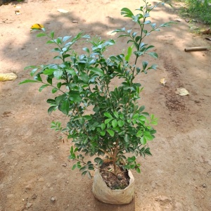 Murraya / Madhukamini Plant in 7 Inch Grow Bag