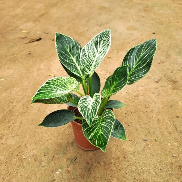 Philodendron – Birkin Plant in 6 Inch Grow Planter