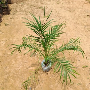 Phoenix Palm in 6 Inch Grow Bag