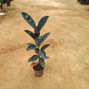 Rubber Plant (~2.5-3 ft.) in 6 Inch Grow Pot
