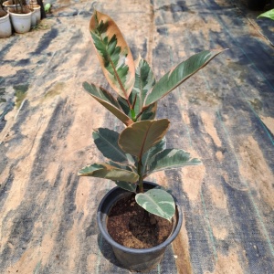 Rubber Variegated Plant in 8 Inch Grow Planter