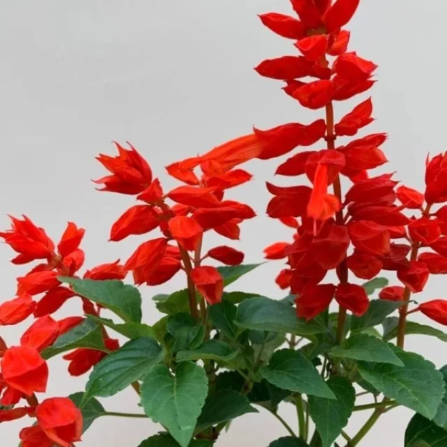 Salvia Red Seeds