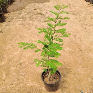 Shami (~1.5ft) in 6 Inch Grow Planter