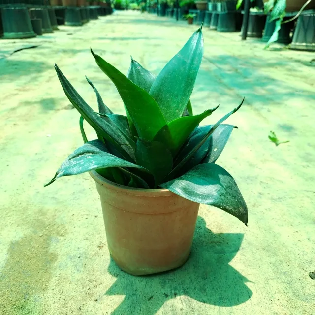 Snake/ Sansevieria Lotus Green in 5 Inch Grow Planter