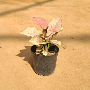 Syngonium Pink Plant in 4 Inch Grow Planter