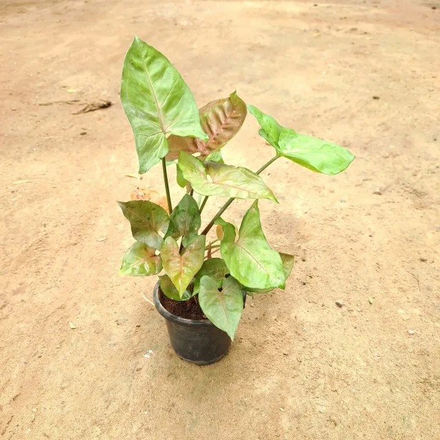 Syngonium Bronze Plant in 4 Inch Grow Planter