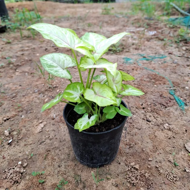 Syngonium Gold Plant in 4 Inch Grow Planter