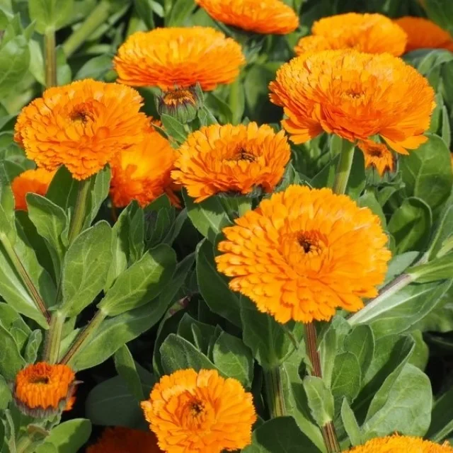 Calendula Mix Seeds