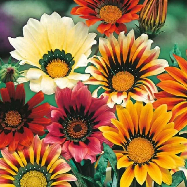 Gazania mix Seeds