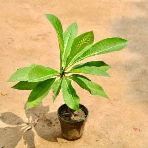 Pulmeria (white Champa ~2ft) in 6 Inch Grow Planter