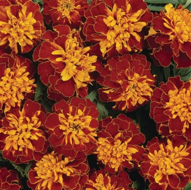 Marigold French Mix Seeds