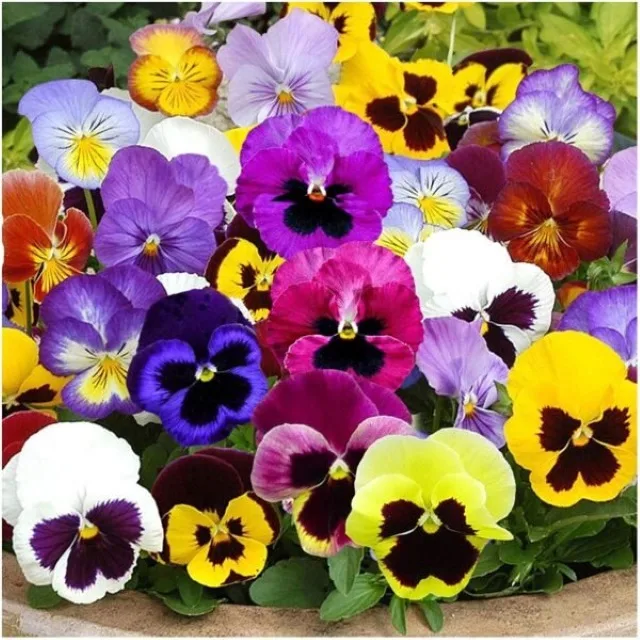 Pansy Mix Seeds