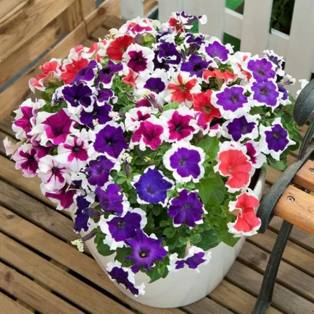 Petunia Mix Seeds