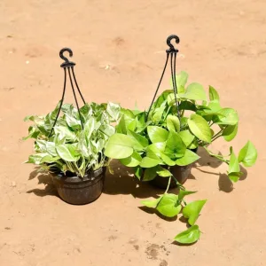 Money Plant (N' joy & Green) - Set Of 2 in 7 Inch Hanging Basket