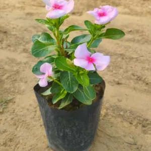 Vinca / Sadabahar (any colour) in 4 inch Grow Bag