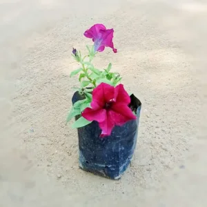 Petunia (any colour) in 4 inch Grow Bag