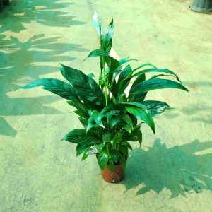 Peacelily Plant in 5 Inch Grow Pot