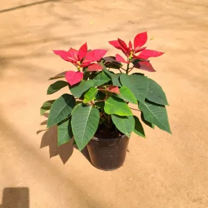 Poinsettia / Christmas Flower (Red) in 6 inch Grow Planter