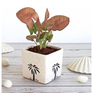 Pink Syngonum Plant in White Square Aroez Ceramic Pot