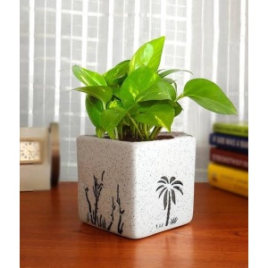 Money Plant in Square Aroez Ceramic Pot