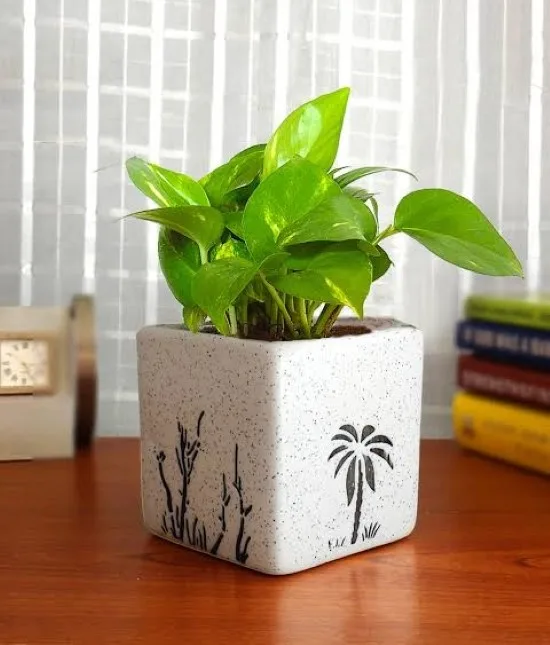 Money Plant in Square Aroez Ceramic Pot
