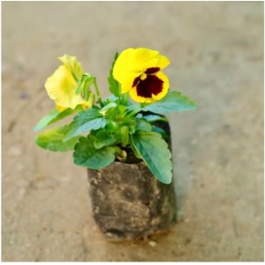 Pansy (any colour) in 4 inch Grow Bag
