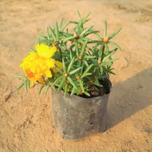 Portulaca, 9 O' clock (any colour) in 4 inch Grow Bag