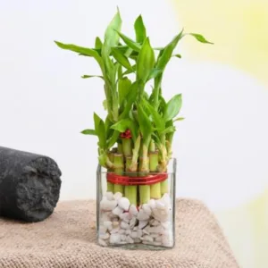 Lucky Bamboo Plant – 2 Layer