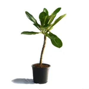 Pulmeria (Red Champa) in 6 Inch Grow Planter