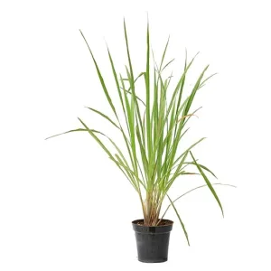Lemon Grass Plant in 6 Inch Grow Pot