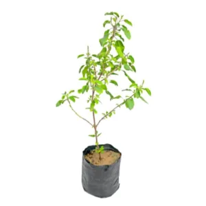 Rama Tulsi in 4 Inch Grow Bag