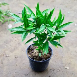 Sukh Shanti Plant in 5 Inch Grow Pot