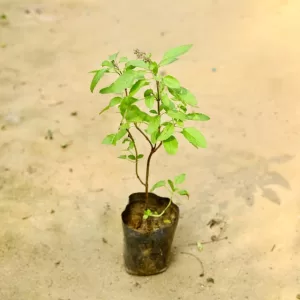 Shyama Tulsi in 4 Inch Grow Bag