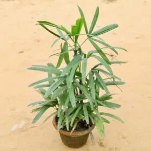 Rhapis/Lady Palm Plant (~2.5-3 ft.) in 8 Inch Pot