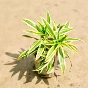 Song of India Plant in 5 Inch Grow Bag