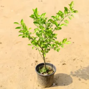 Lemon Tree (Kagzi Nimboo) in 8 Inch Grow pot
