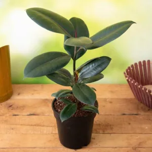 Rubber Plant in 6 Inch Grow Pot